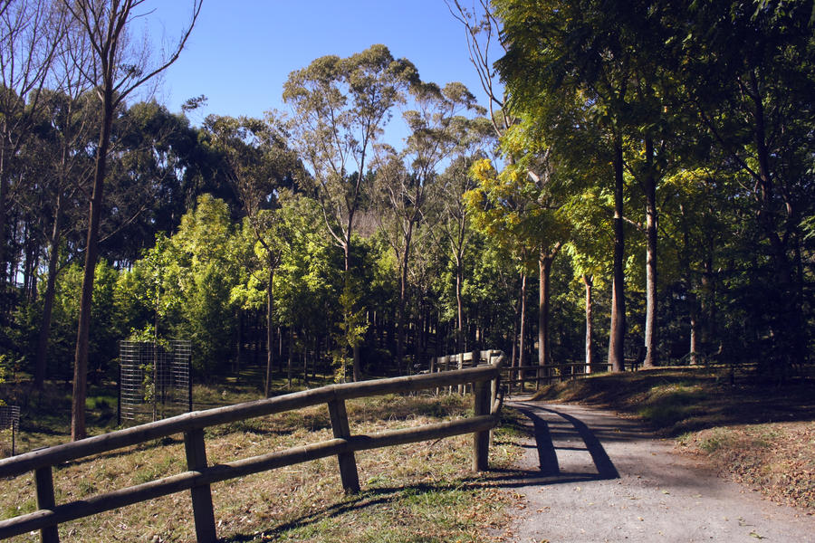 forest_walkway_taitua_arboretum_new_zealand_by_cathleentarawhiti-db35b2x.jpg