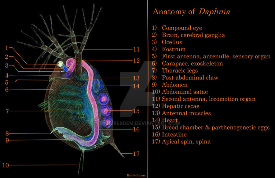 Anatomy of Daphnia (Water flea) by baburerdem on DeviantArt