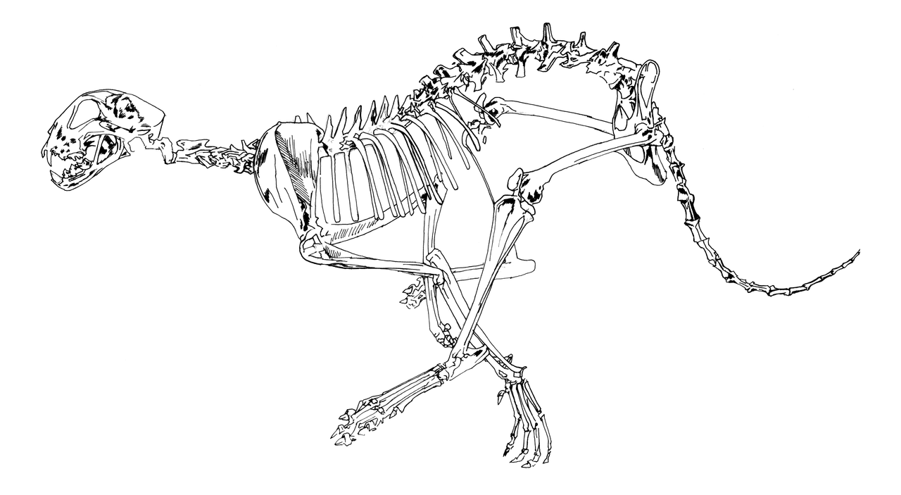 http://img05.deviantart.net/e127/i/2010/153/f/d/cheetah_skeleton_study_sketch_by_dennisdonohue.png