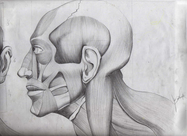 human face side view by jp-ocampo on DeviantArt