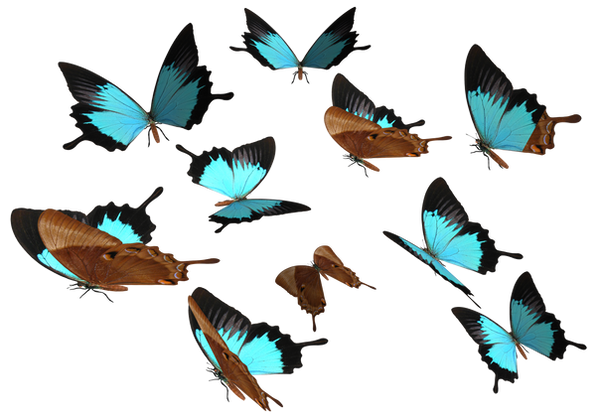 butterfly clipart photoshop - photo #14
