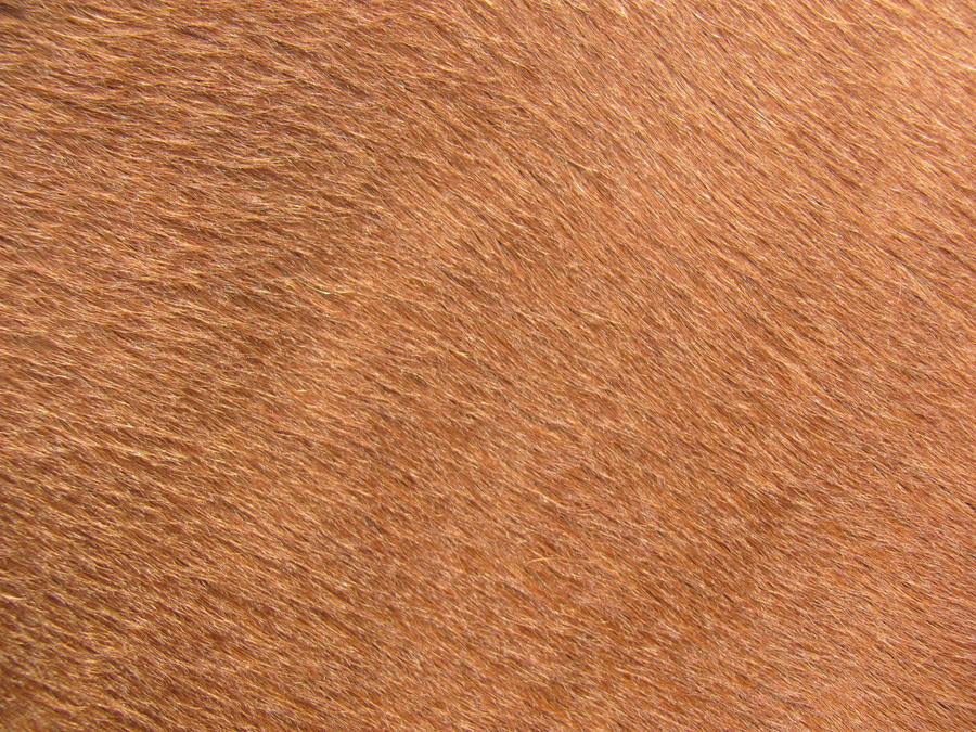 horse skin texture