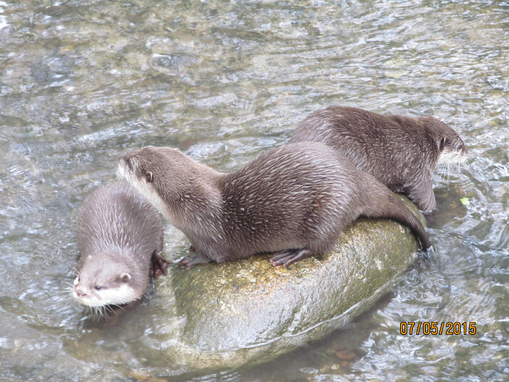 Why the asian small clawed otter