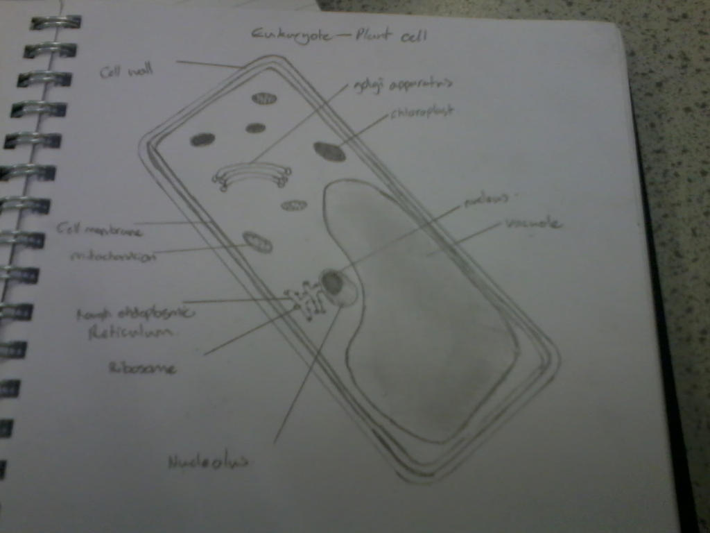 coursework plant cell drawing by aurorab0r1alis on DeviantArt