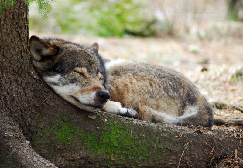 sleepy_wolf_by_jooihi-d3e1tgx.jpg