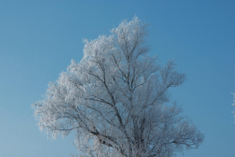 Ice cold tree ...